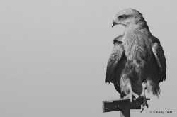 Black and White : Black Kite (Milvus migrans)