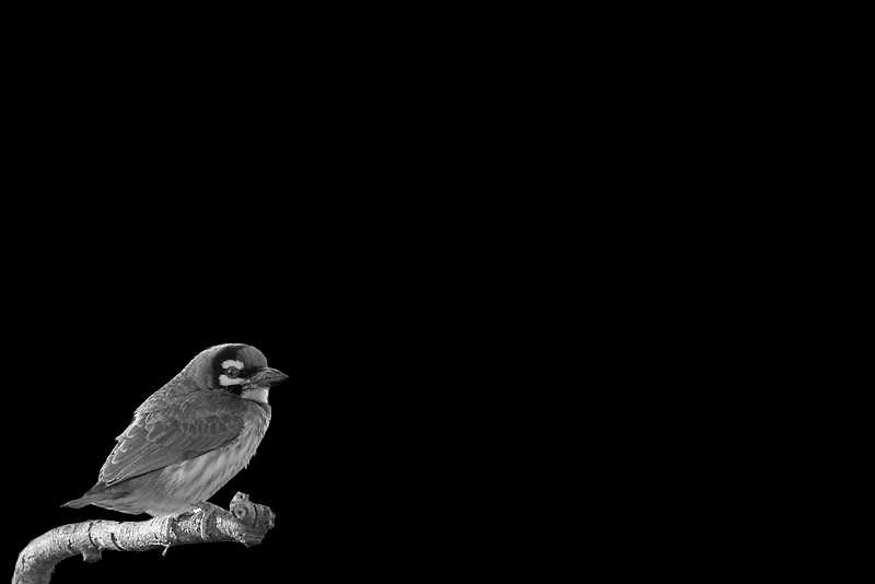 Black And White : Crimosn Breasted Barbet