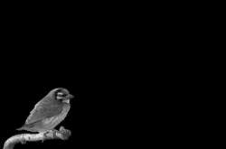 Black and White : Crimosn Breasted Barbet