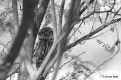 Black and White : Spotted Owlet (Athene brama)