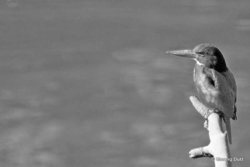 Black And White : White-throated Kingfisher (Halcyon Smyrnensis)