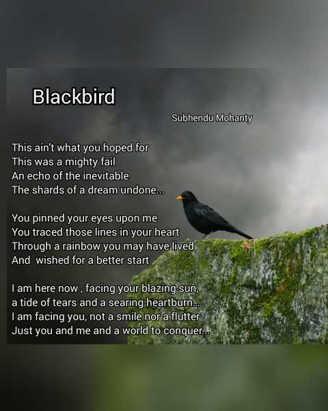 Blackbird