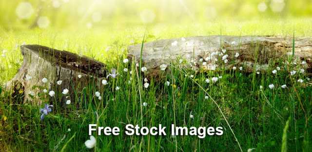 Blogging Hacks: Top 10 Free Image Sources For Commercial Use