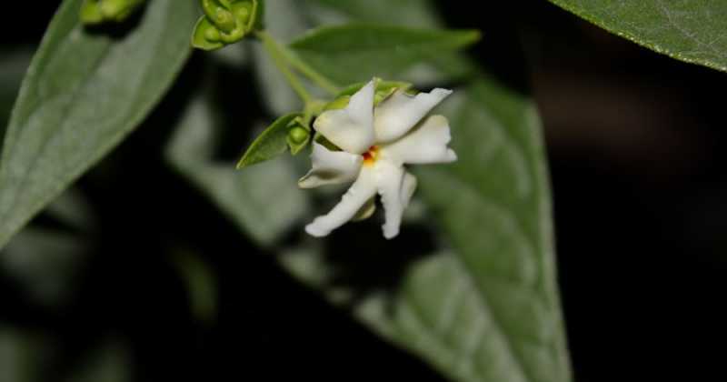 Blooms This Week - Harshringar