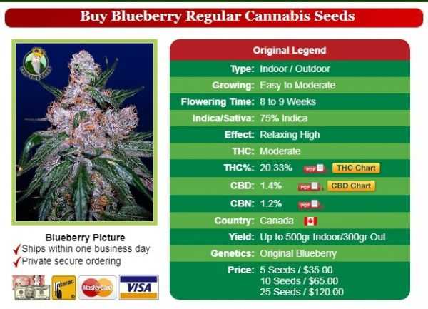 Blueberry Cannabis Seeds | Crop King Seeds #1 Weed Seeds | 420.in.nf