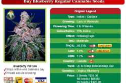 Blueberry cannabis seeds | Crop King Seeds #1 Weed Seeds | 420.in.nf