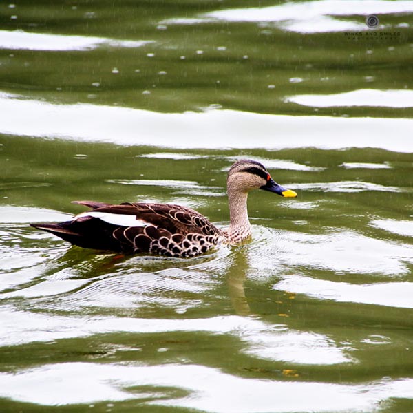 Boat Lake, Ooty
