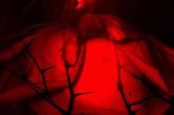 Book Review : A Wild Rose