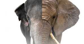 Book Review - Ganesha: An Afro-Asian Story