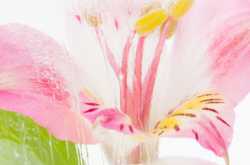 Book Review: Pearls of Daily Life