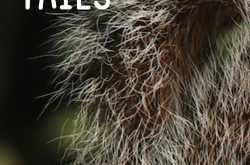 Book Review: Unlikely Tails by Mani Padma