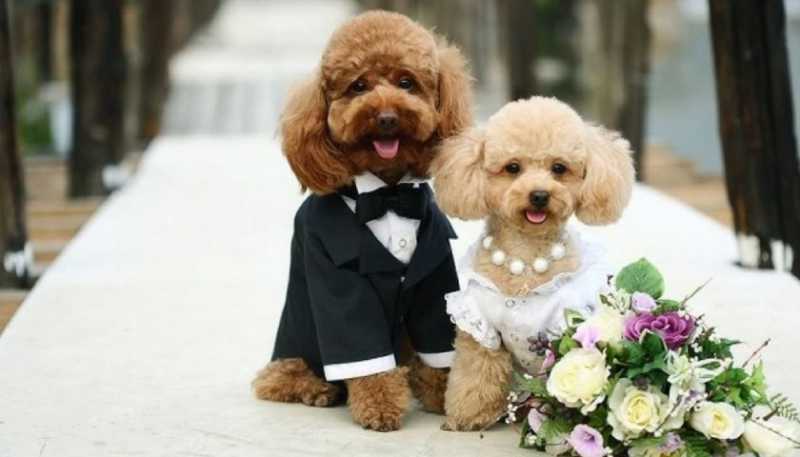 BookEventZ Launches Pet Wedding Services | Dog, Cat Weddings & More