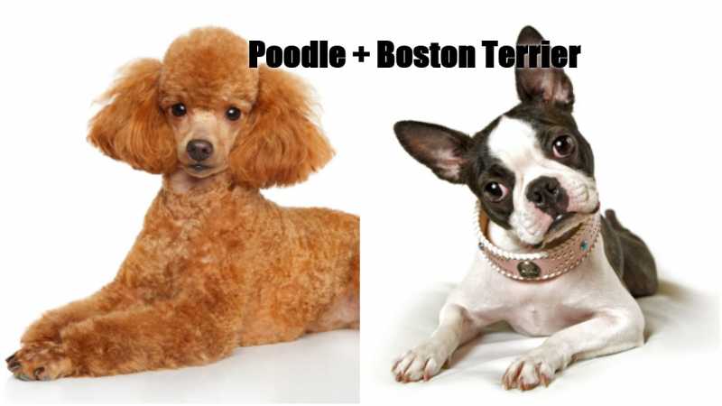 Bossi-Poo - Your Complete Guide To Become A Happy Owner Of Poodle Boston Terrier Mix