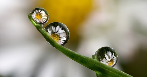 Botanical Musings : Haiku