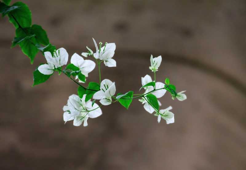 Bougainvillea Bloom