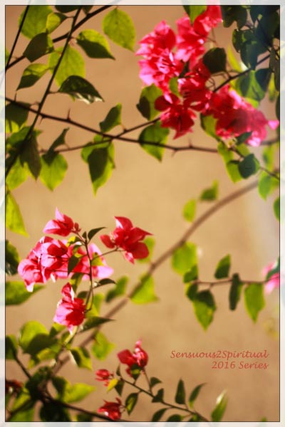 Bougainvillea Inspiration, Just Like The English Picket Fence
