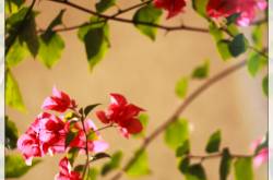 Bougainvillea inspiration, just like the English picket fence