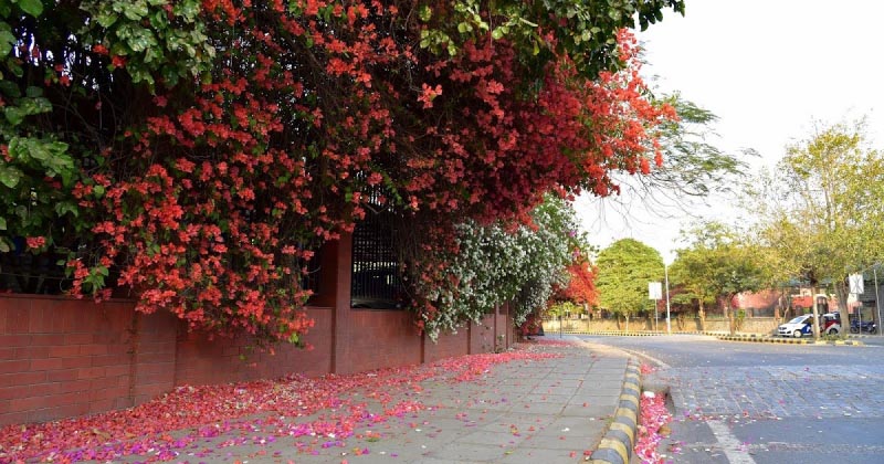 Boulevards Of Bougainvillea - ‘Holi’ Day In Delhi