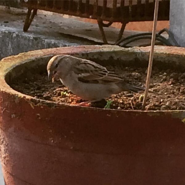 Breakfast #instapic #instagood #photography #birds #instamood #iphone5