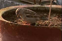 Breakfast #instapic #instagood #photography #birds #instamood #iphone5