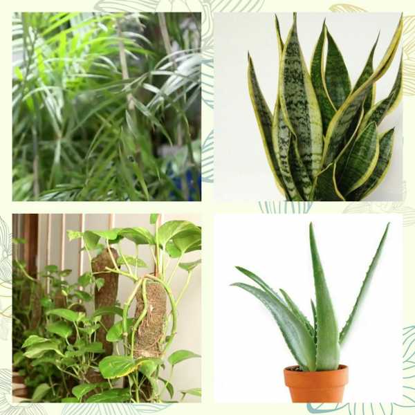 Breathe Fresh Air With These Indoor Plants
