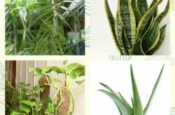 Breathe fresh air with these indoor plants