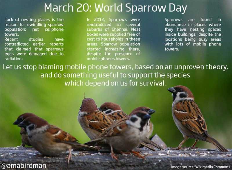 Bring Back The Sparrows