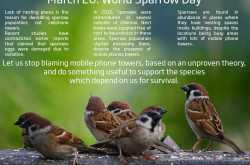 Bring back the sparrows