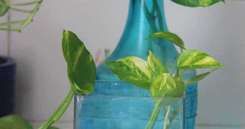 Bring Some Green Into Your Space