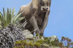 Brother and Sister Part 2 - The Bull Sprite