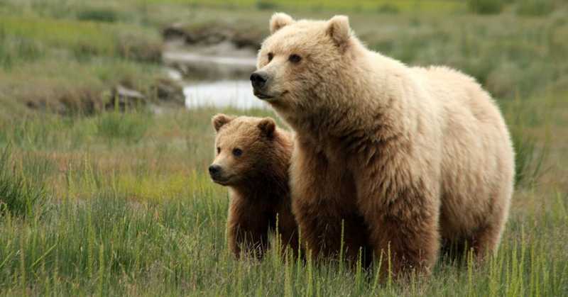 Brother And Sister Part 3 - Bear