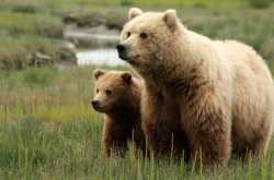 Brother and Sister Part 3 - Bear\