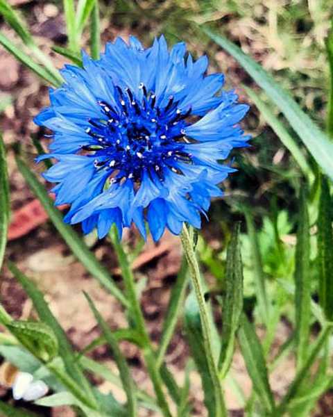 Bruised: Haiku, Senryu - The Style Symphony