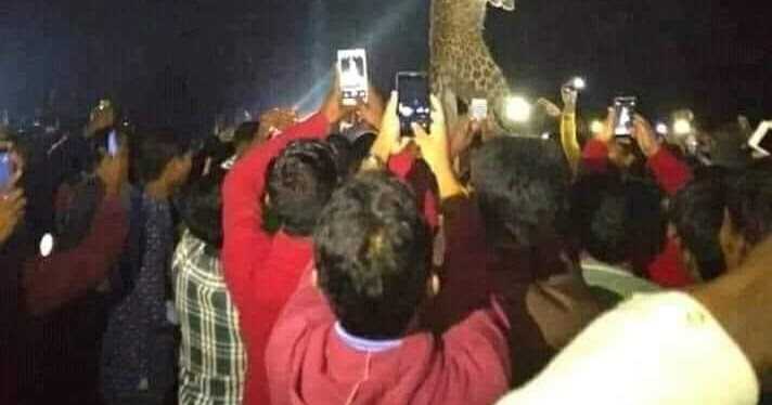 Brutalizing The Wild 