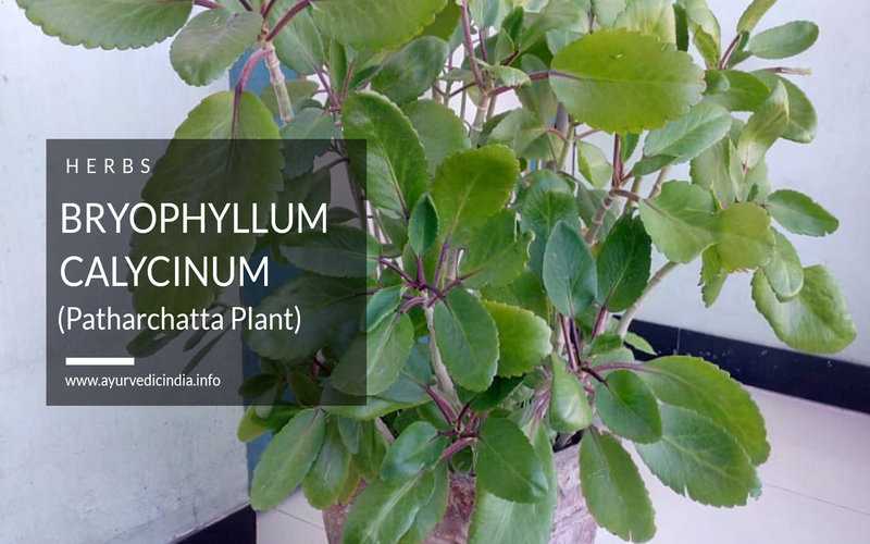 Bryophyllum (Patharchatta Plant) -The Best Kidney Stone Home Remedy