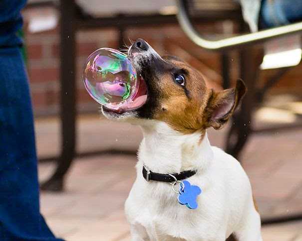 Bubble Catcher