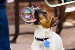 Bubble catcher