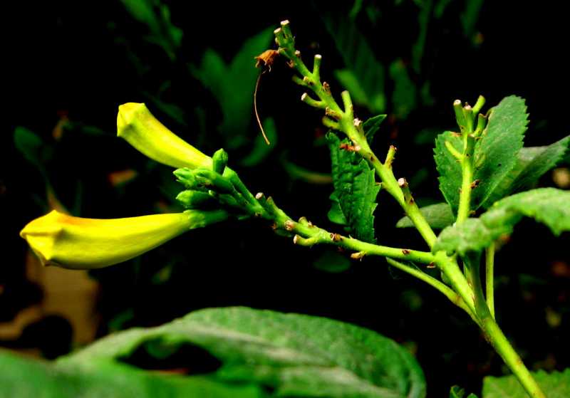 Bud Of Yellow Oleander