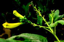 Bud of Yellow Oleander