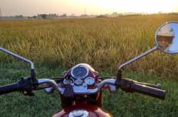 Bulleteering Memories - fertile paddy fields