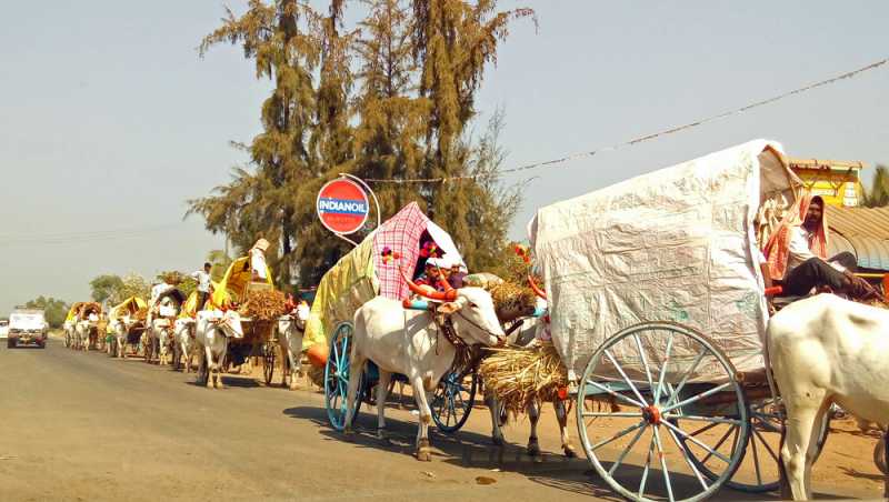 Bullock Cart Or Bailgadi Yatra