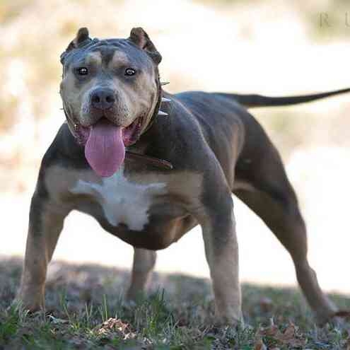 Bully Pitbull: The American Bully Revealed