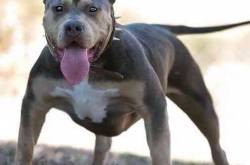 Bully Pitbull: The American Bully Revealed