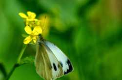 butterfly blues: the fading white