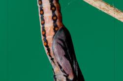 Butterfly gets the publicity !