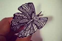 Butterfly in the garden