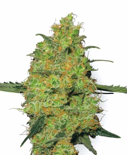 Buy Master Kush Hemp Seeds | Sensi Seeds | 420.in.nf