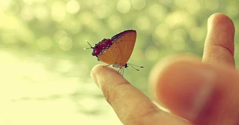 Buy The Happiness Pie