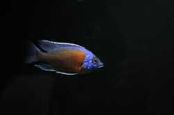 C. Borleyii, the Red Kadango Cichlid