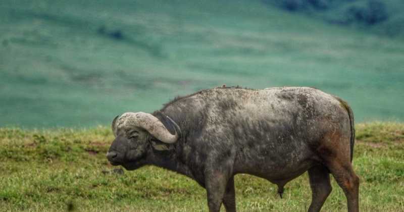 CAPE BUFFALO